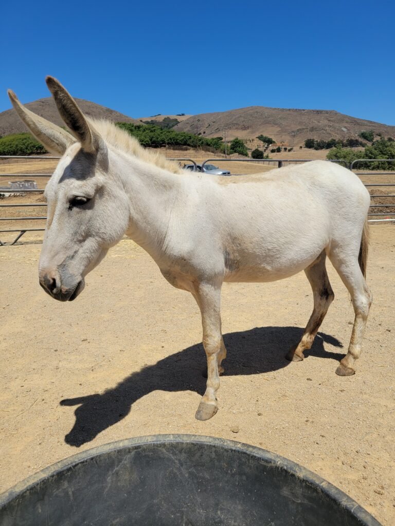 blanca-front