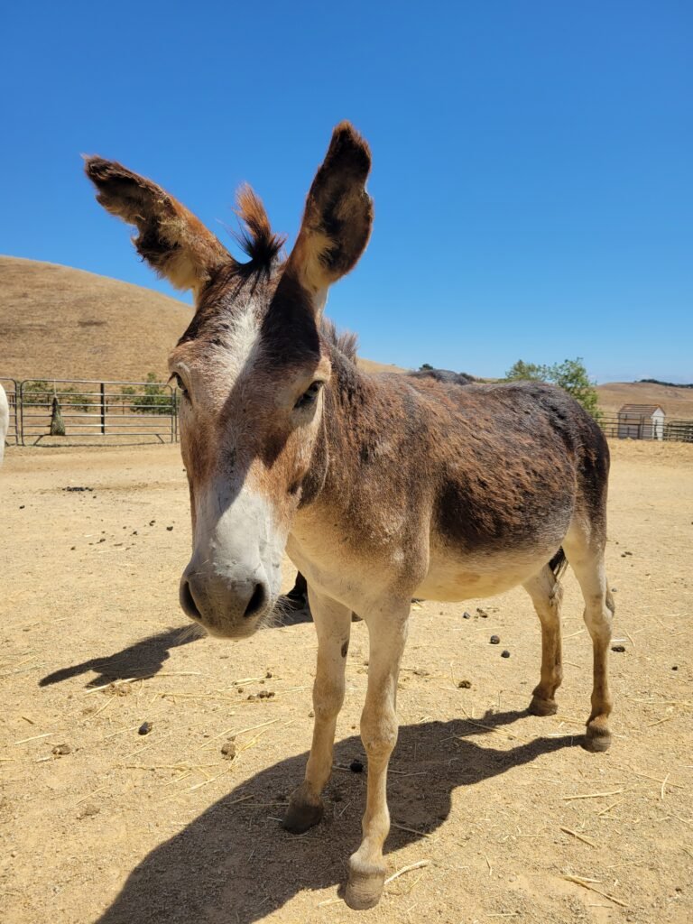 peewee-front