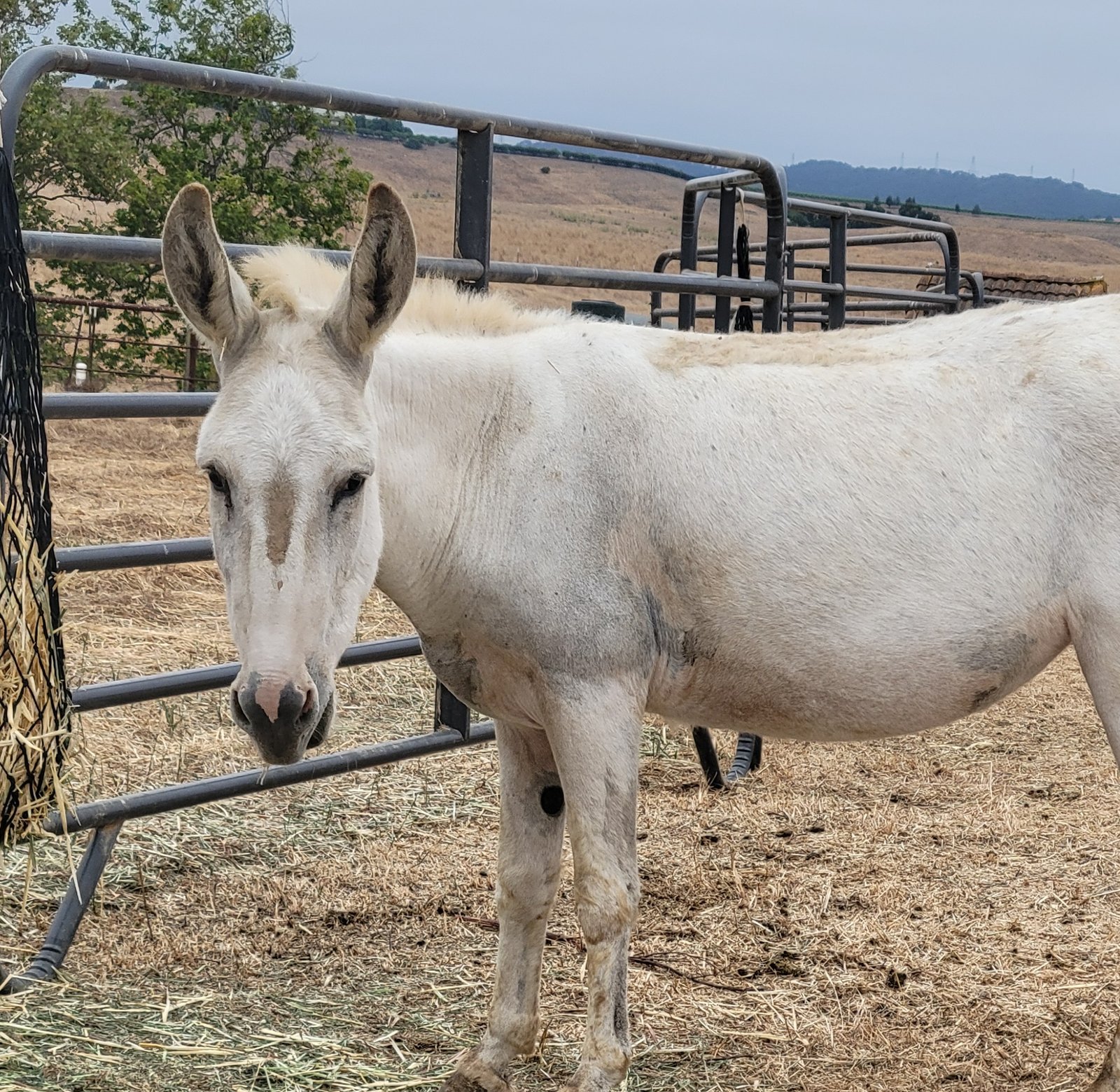 blanca profile