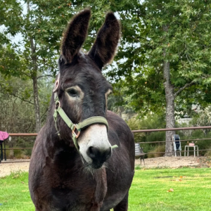 elmer profile