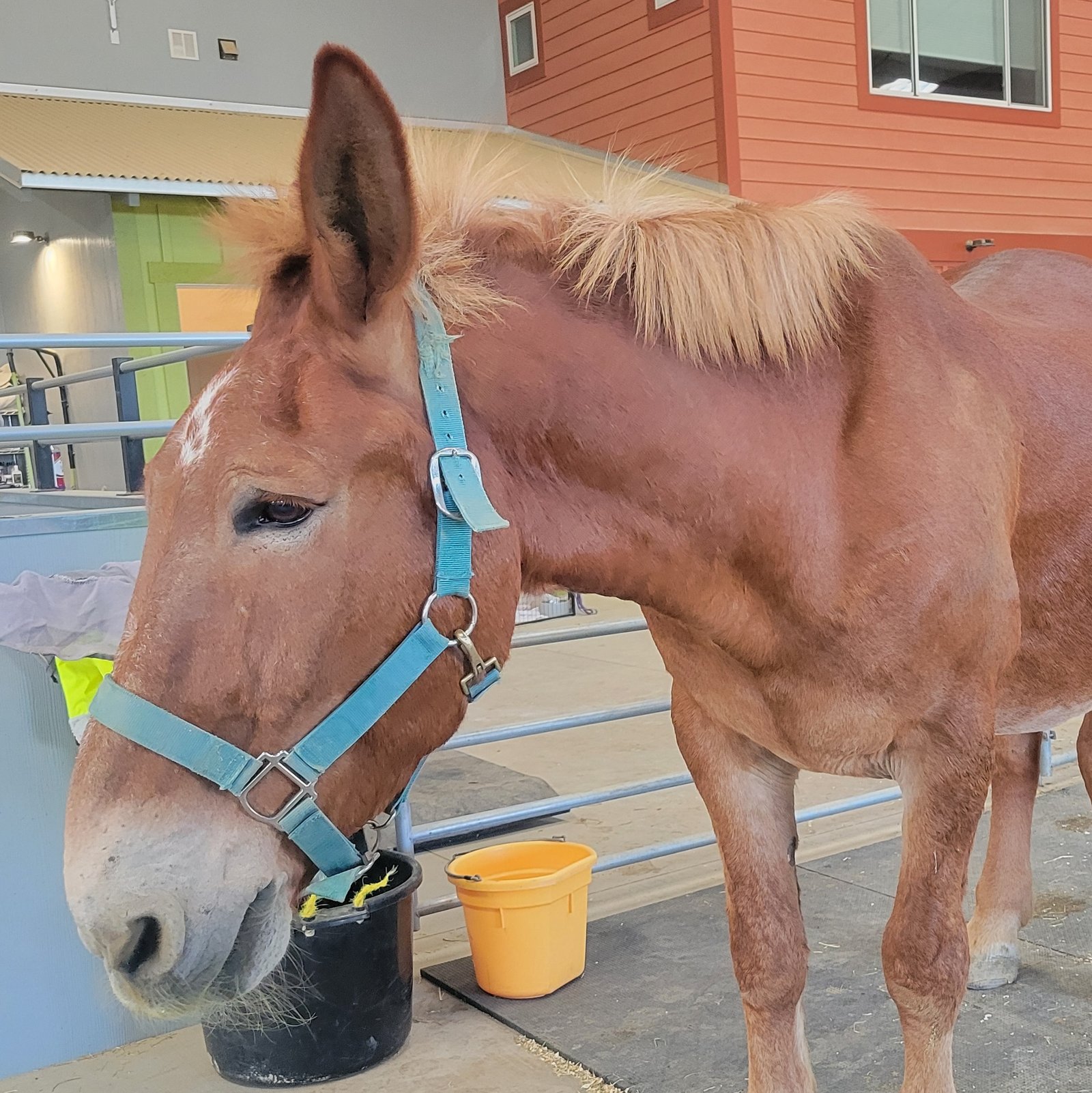 mr.ed2 profile