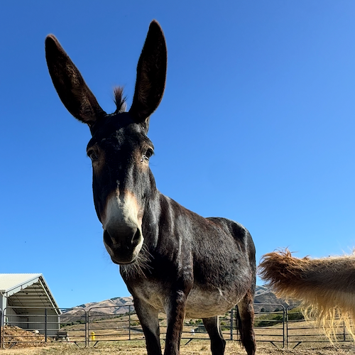 pj profile