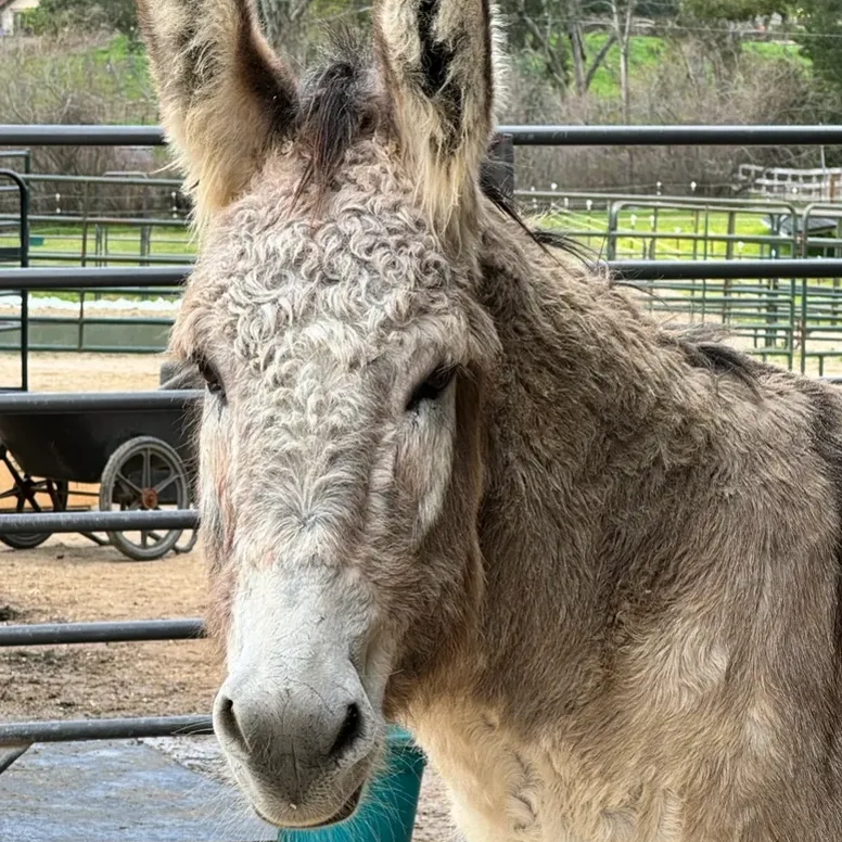 romeo profile