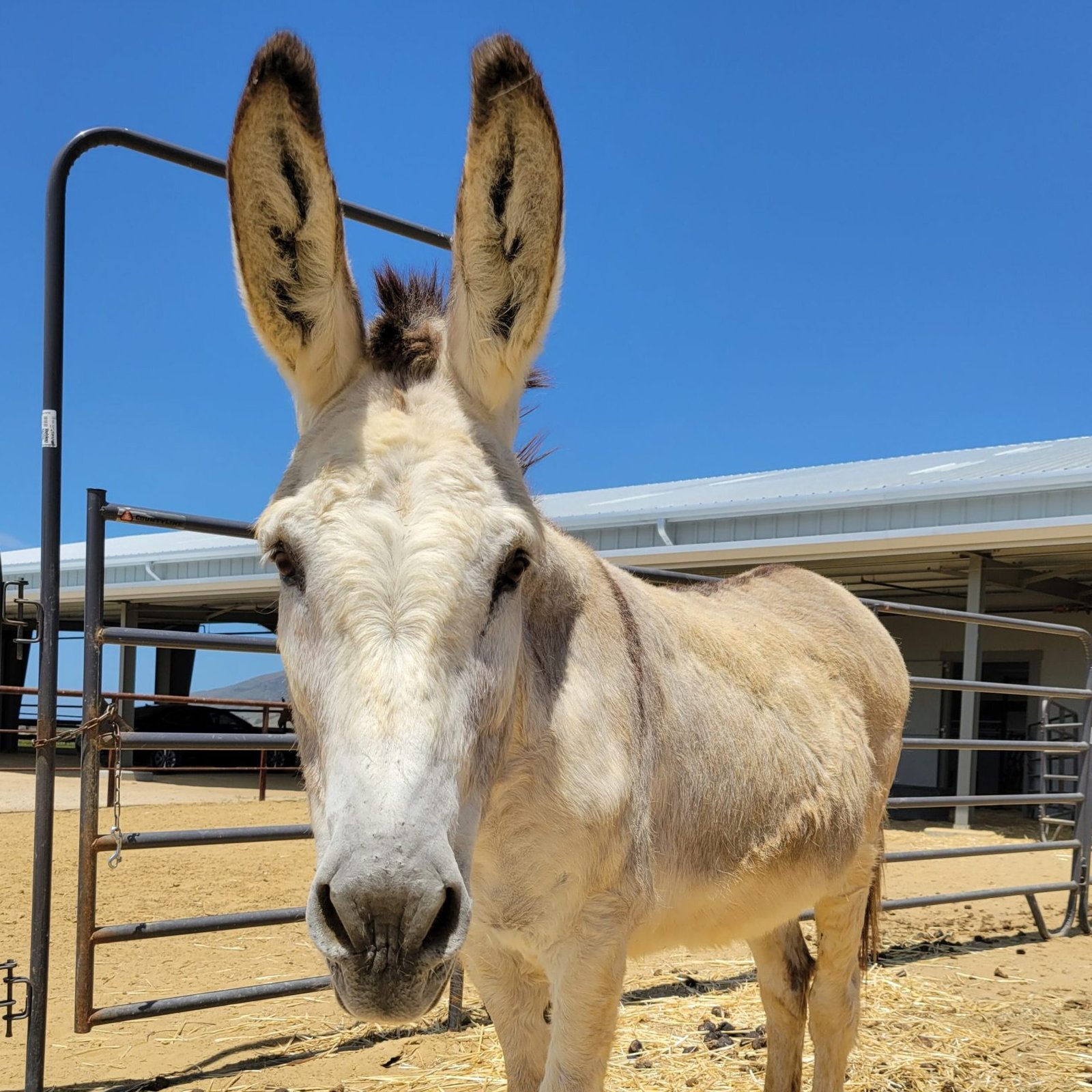 casanova profile