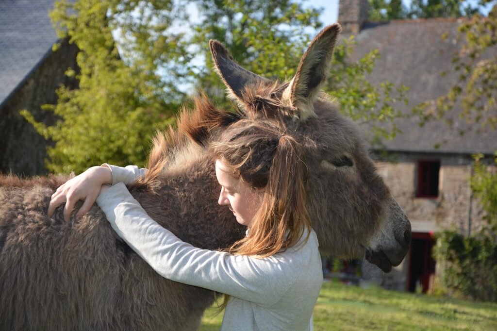 woman, donkey, equine, colt, young lady, young woman, hug, tenderness, affection, domestic animal, profile
