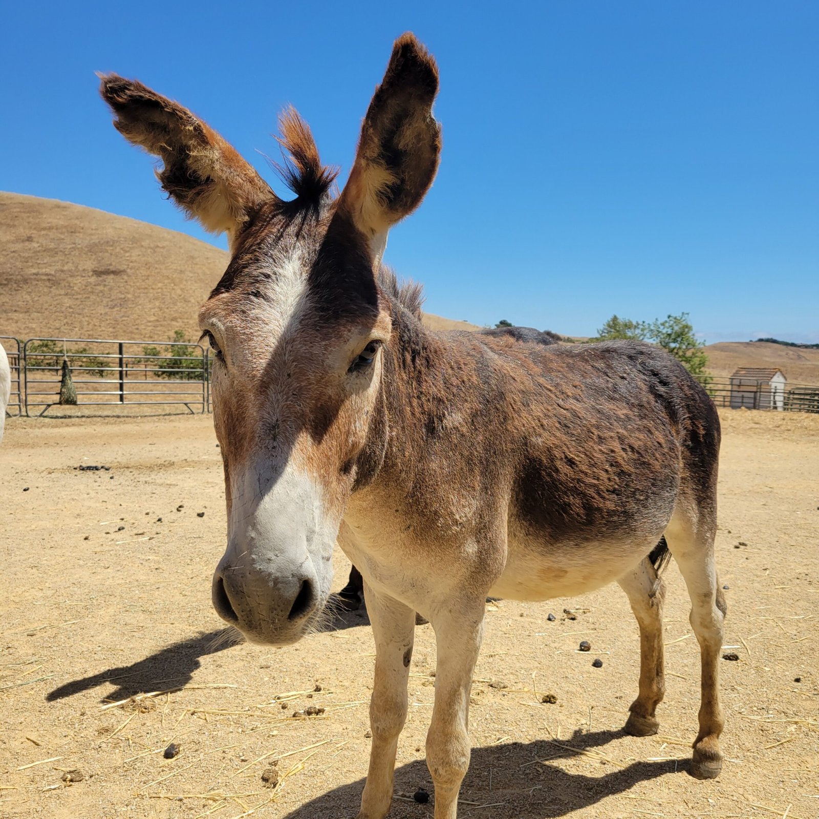 peewee profile