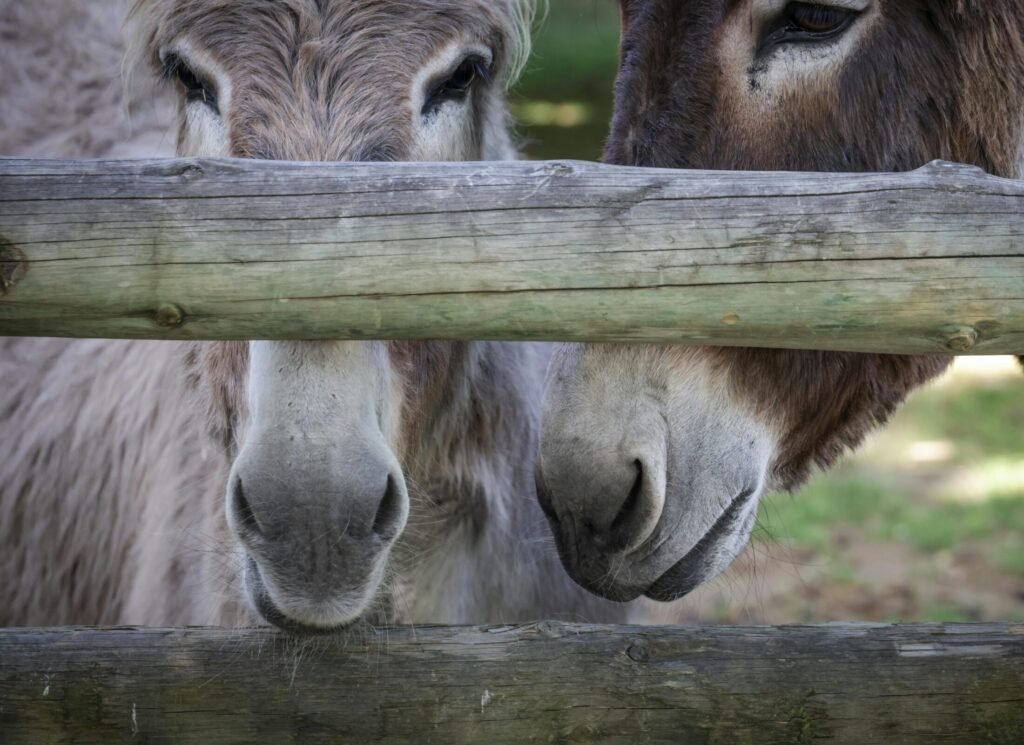 Two adorable donkeys peering through a wooden fence on a sunny farm day, showcasing their gentle curiosity.