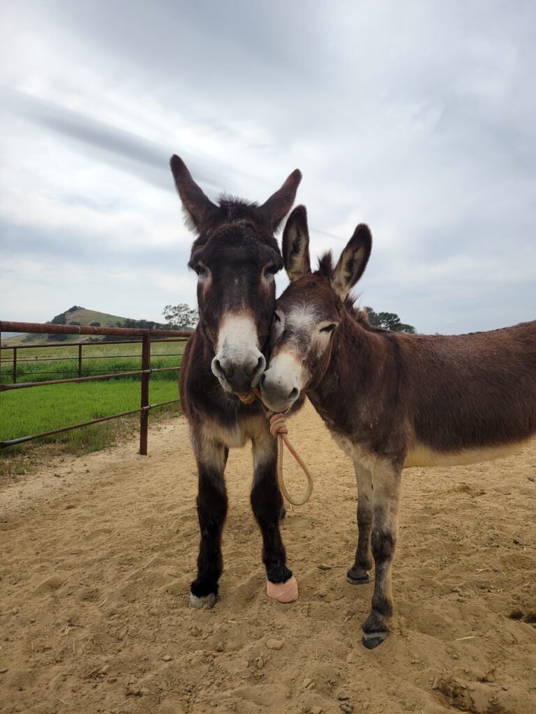 An affectionate young Pepe (right) shares a sweet, comforting nudge with Bobo (left). As he heals from past trauma, he is happily discovering what it feels like to be completely safe and valued within his new herd family.