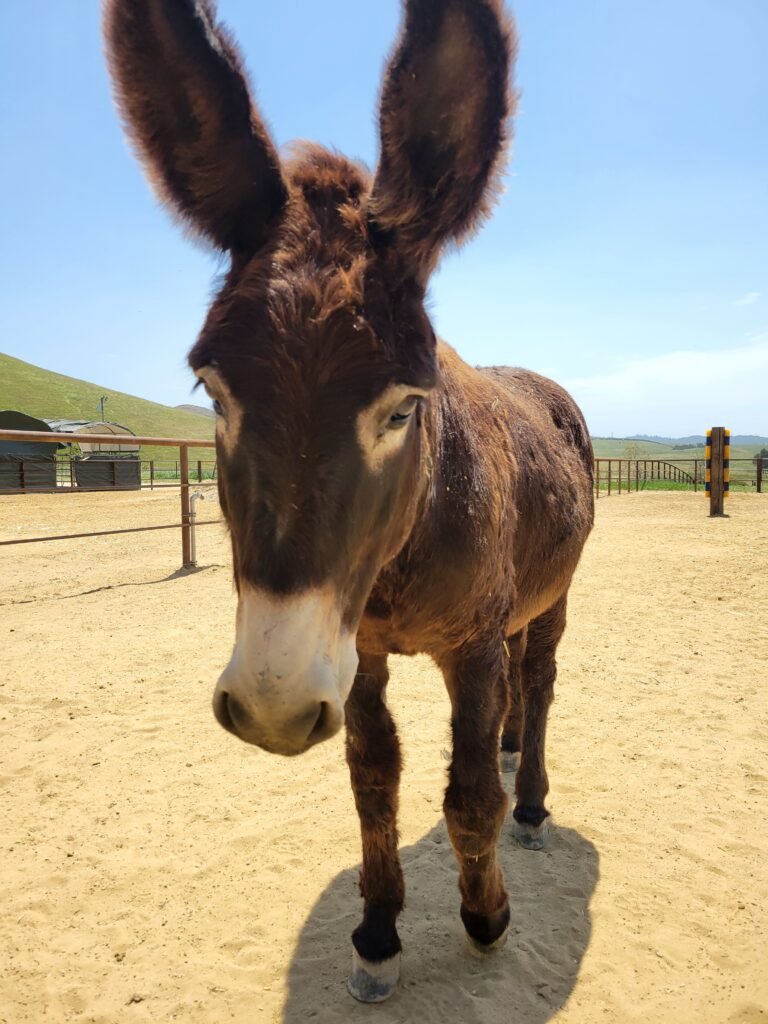 Elmer showing off his absolute best feature—his signature big, fluffy, teddy-bear-like ears! Beneath his giant, velvety ears beats the heart of an incredibly lovable and calm animal who has completely stepped out of his shell and absolutely loves following caregivers around for a sweet head rub.