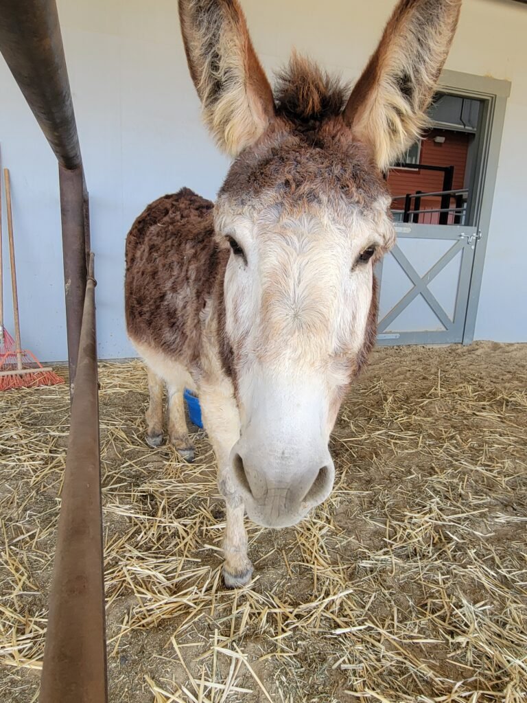 Norton’s absolute favorite part of the day is meeting people! The moment he sees a friendly face approaching, this massive sweetheart will head right over to eagerly demand his favorite chin scratches and head rubs.