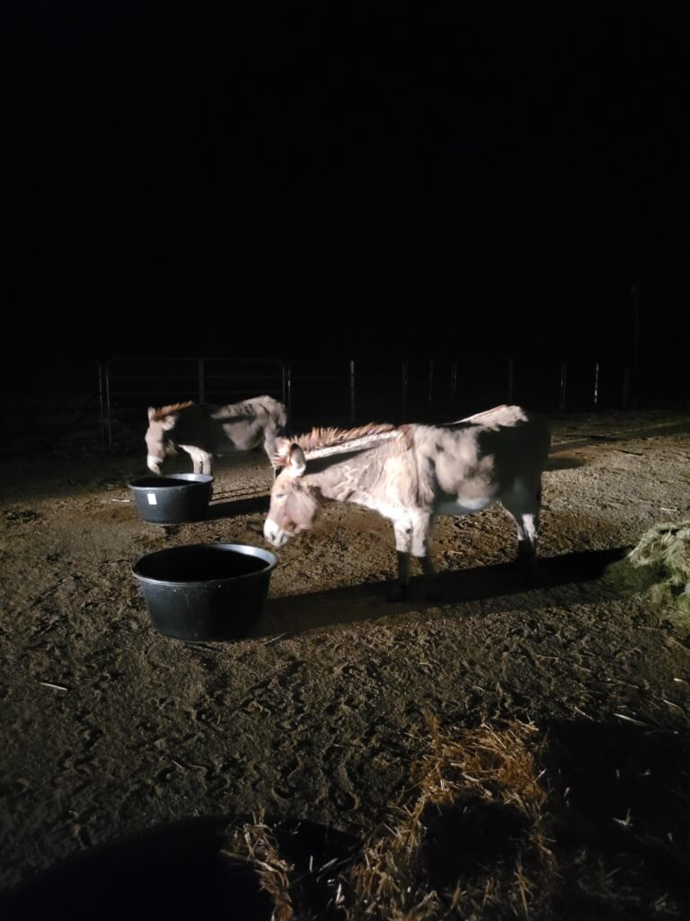The Texas Five safely arriving at the sanctuary, finally having some tasty food and water after their grueling cross-country journey.