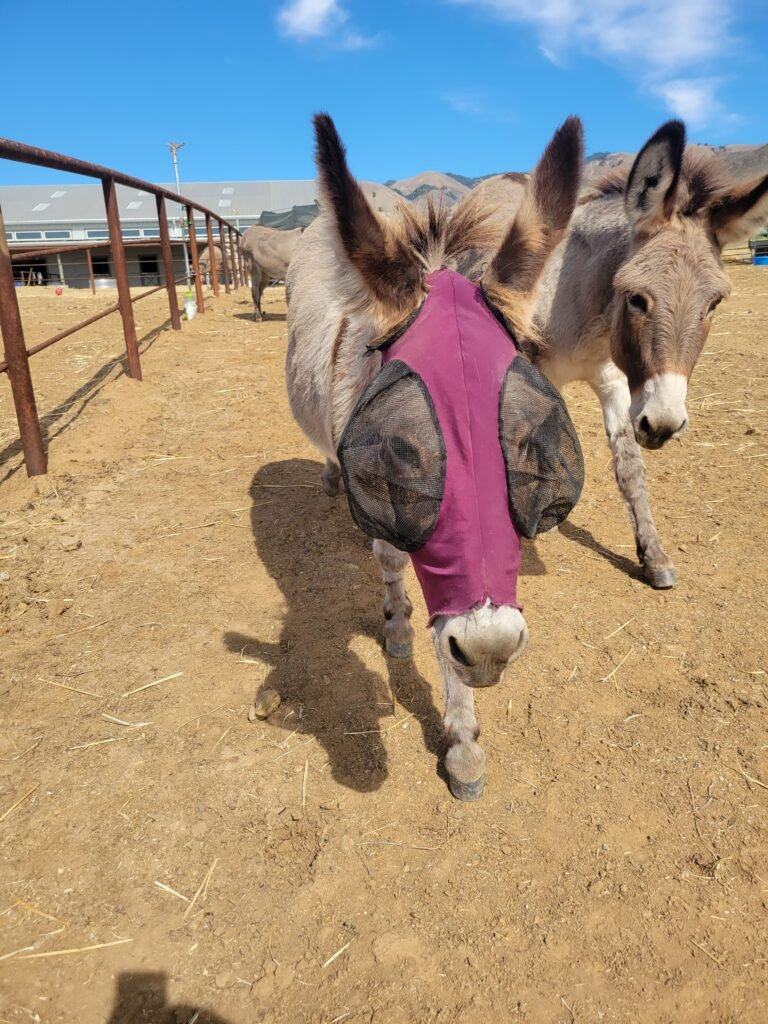 Liberty walking proudly in her purple fly mask alongside her mother, Bell.