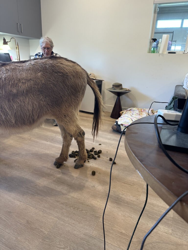 Living up to her bold and curious personality, Liberty confidently crashed a staff meeting in the sanctuary office—and left a little surprise on the floor!