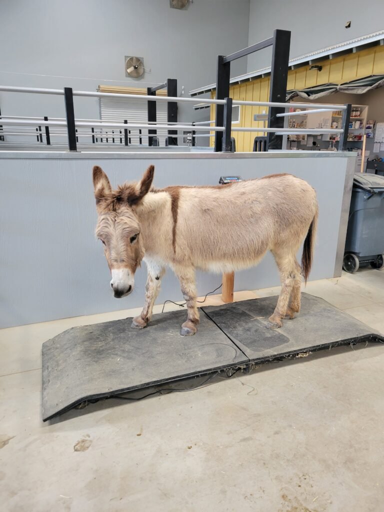 Liberty standing patiently on the clinic scale during a routine weight check, ensuring her treatment plan stays perfectly tailored to her needs.