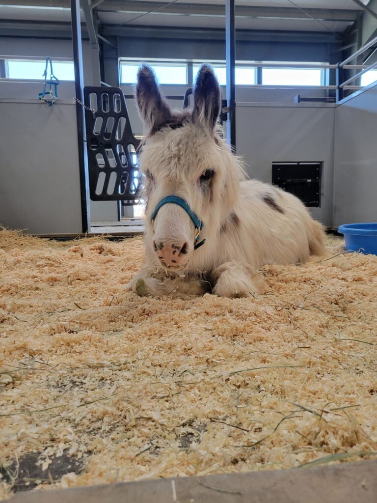 Wookie taking a relaxing break in his comfortable, freshly bedded stall.