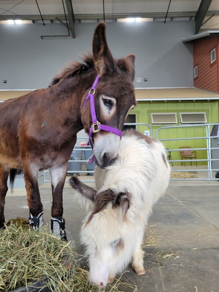 Wookie and Fiona sharing a quiet, romantic moment over lunch. Their relationship has bloomed into a beautiful partnership, providing Fiona with the constant devotion she needs on her path to healing.
