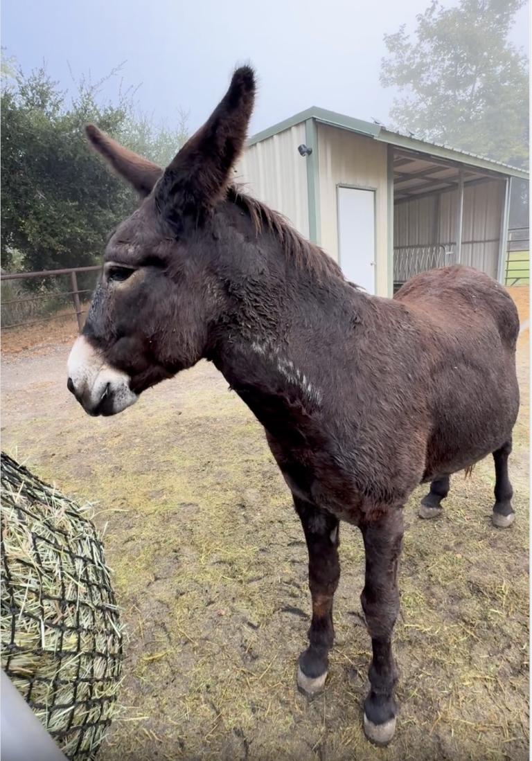 A look back at sweet Elmer on his very first day arriving at the sanctuary. Standing quietly under a misty, overcast morning sky, this photo captures Elmer's incredibly shaggy, dark reddish-brown winter coat and his magnificent, fuzzy ears. Though he arrived physically healthy, the profound loneliness of losing his previous equine companions left him cautious and quiet as he looked out at his new surroundings.