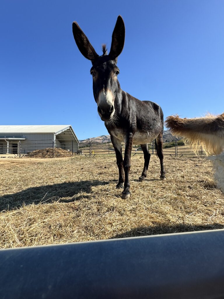 PJ showing off her signature tall ears and gentle gaze! This big, peaceful girl has completely shed her past worries and now enjoys every single day of her sanctuary life.
