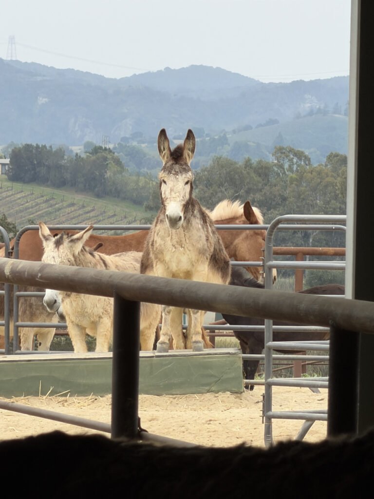 Norton strikes a majestic pose in the pasture! Whether he's looking out at the beautiful scenery or just waiting to see if a human is approaching with head scratches, he always knows how to make an impression.