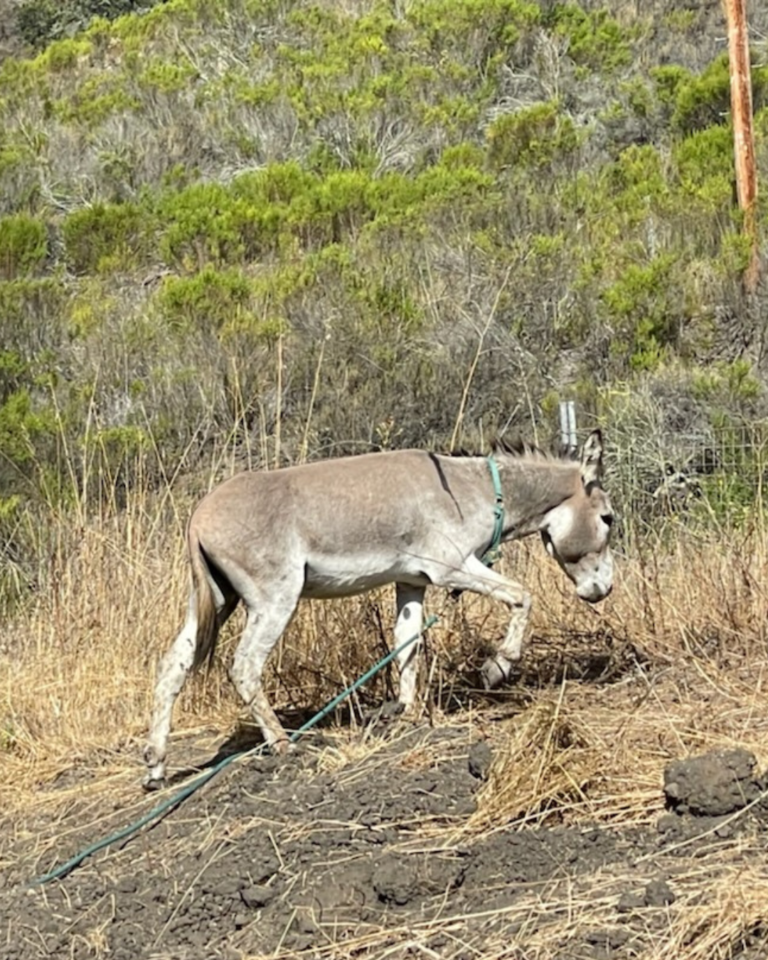 Romeo was found with his lifelong companion was tragically killed by a car on a local rural highway.