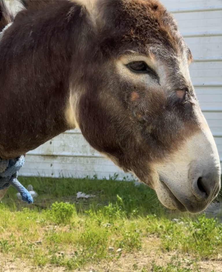 Pepe before coming to Rancho Burro. Though the severe neglect and facial injuries from his past life were clearly visible, his bright, intelligent eyes showed a true survivor's spirit—ready to trade his hardships for a lifelong haven of healing.