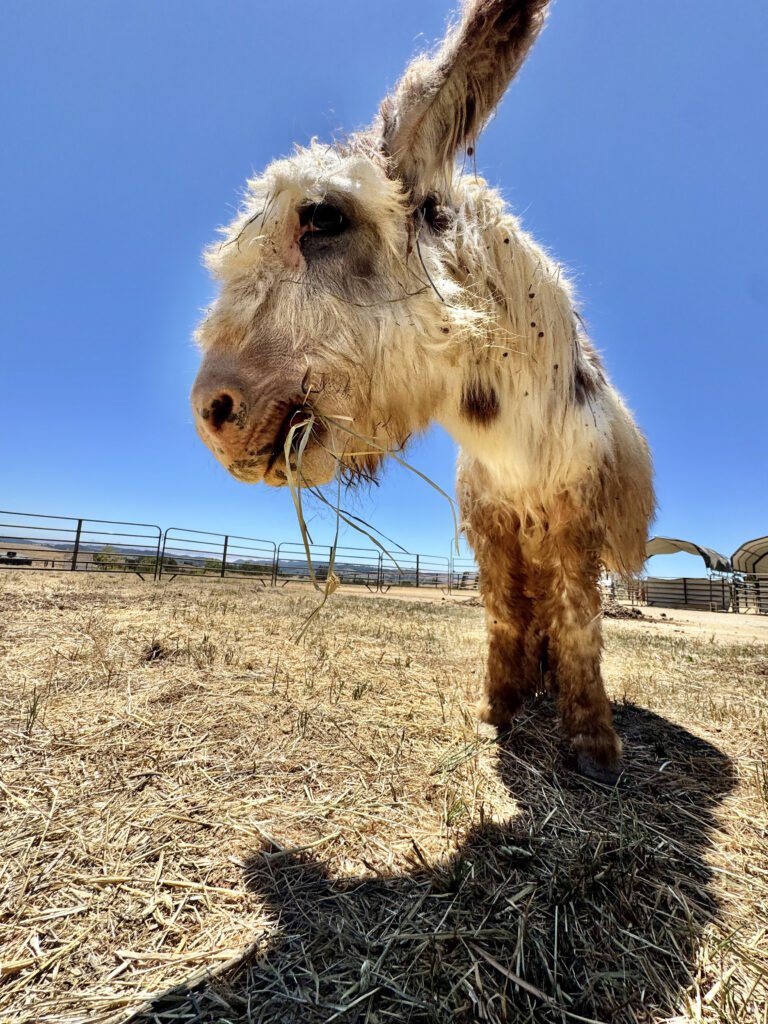 When Wookie first arrived at the sanctuary, his thick, shaggy coat was completely covered in stubborn pasture burrs and burclover  seeds.