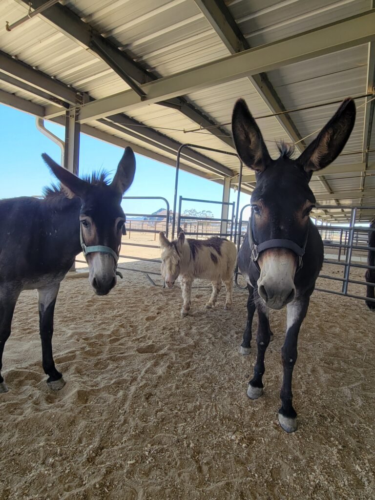 The Beginning: Wookie, PJ, and Fiona sharing a quiet moment upon their arrival at Rancho Burro.