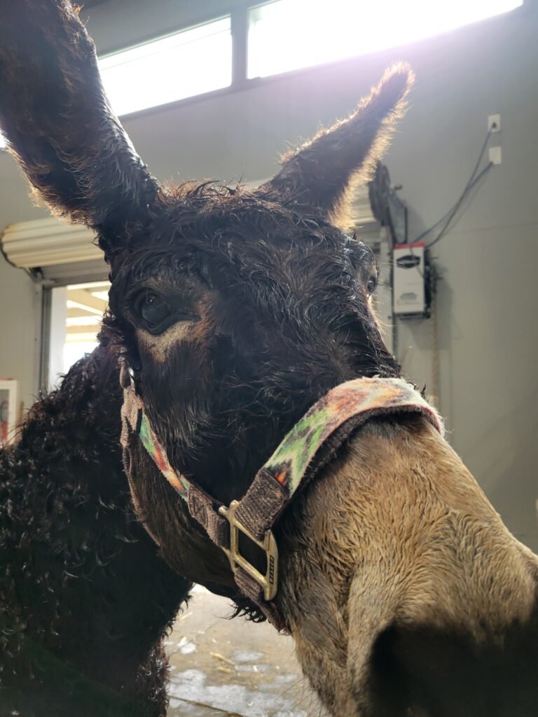 A wet and wonderfully clean Elmer right after enjoying a refreshing, soothing bath in the sanctuary's barn! Routine grooming, washing, and deep coat cleaning are huge parts of our everyday care, helping our residents shed the dirt of the pasture and stay completely comfortable.
