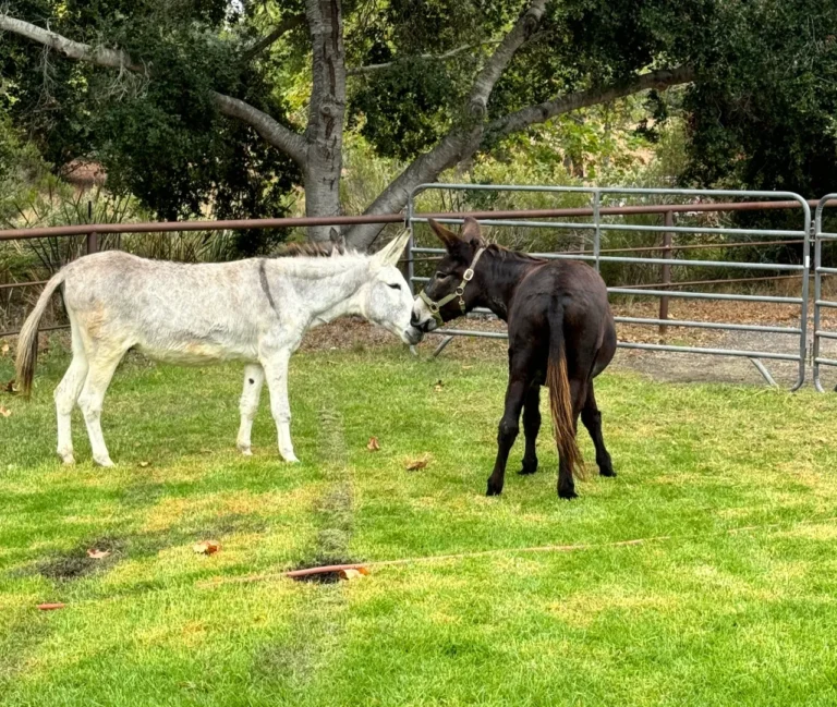 Elmer sharing a sweet, gentle nose-to-nose greeting in the grass with his beautiful white pasture companion, Casanova. After arriving at the sanctuary completely alone, this gentle soul has beautifully adjusted to herd life, finding the true donkey companionship his peaceful spirit was longing for.
