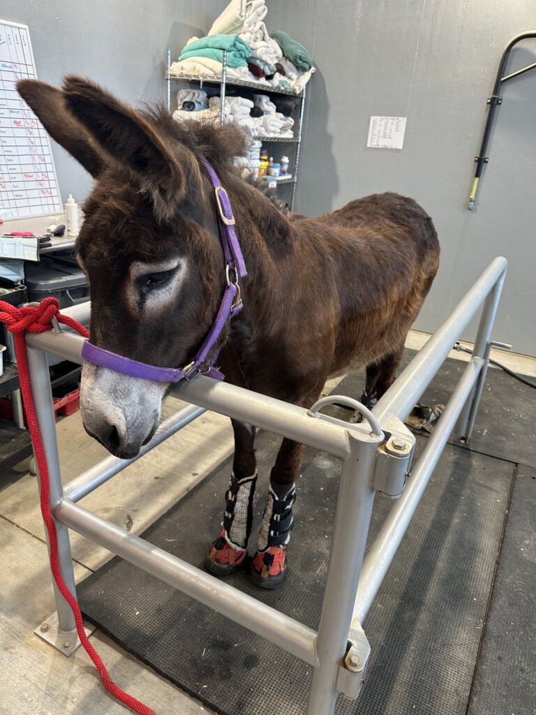 Fiona patiently waiting in the sanctuary's medical room for a routine evaluation. Healing her foundered hooves requires careful tracking, specialized veterinary attention, and a whole lot of love.