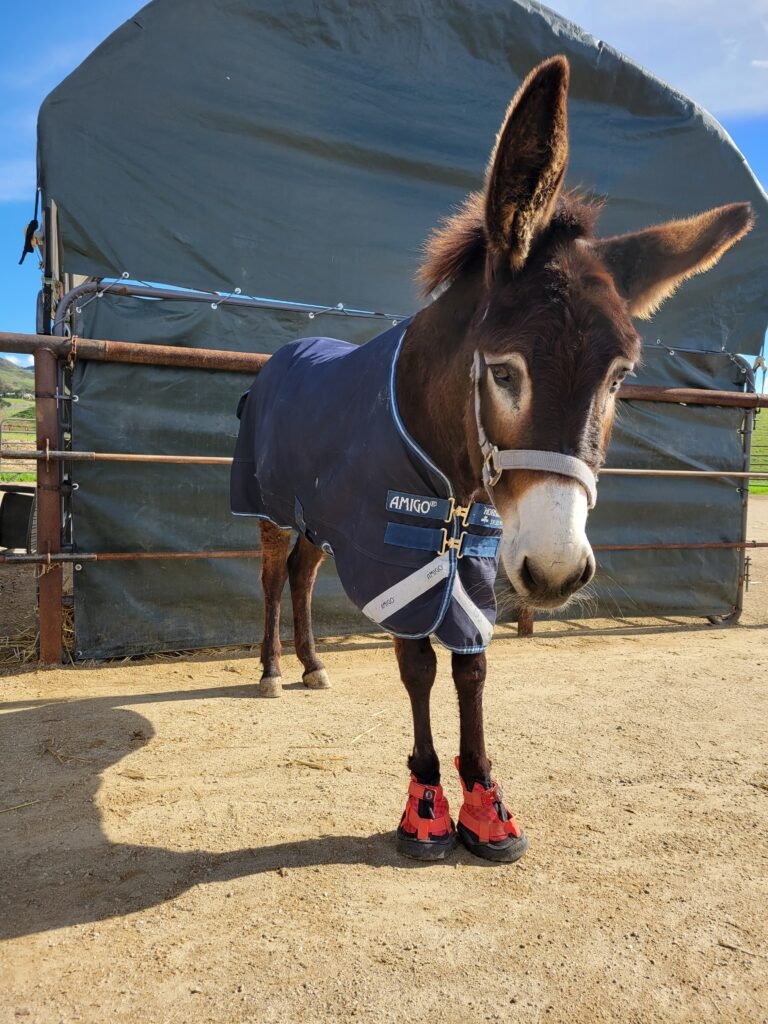 Rocking her cozy blanket and custom therapeutic red boots! These specialized shoes provide the crucial cushioning and support Fiona's front hooves need to walk comfortably on her path to healing.