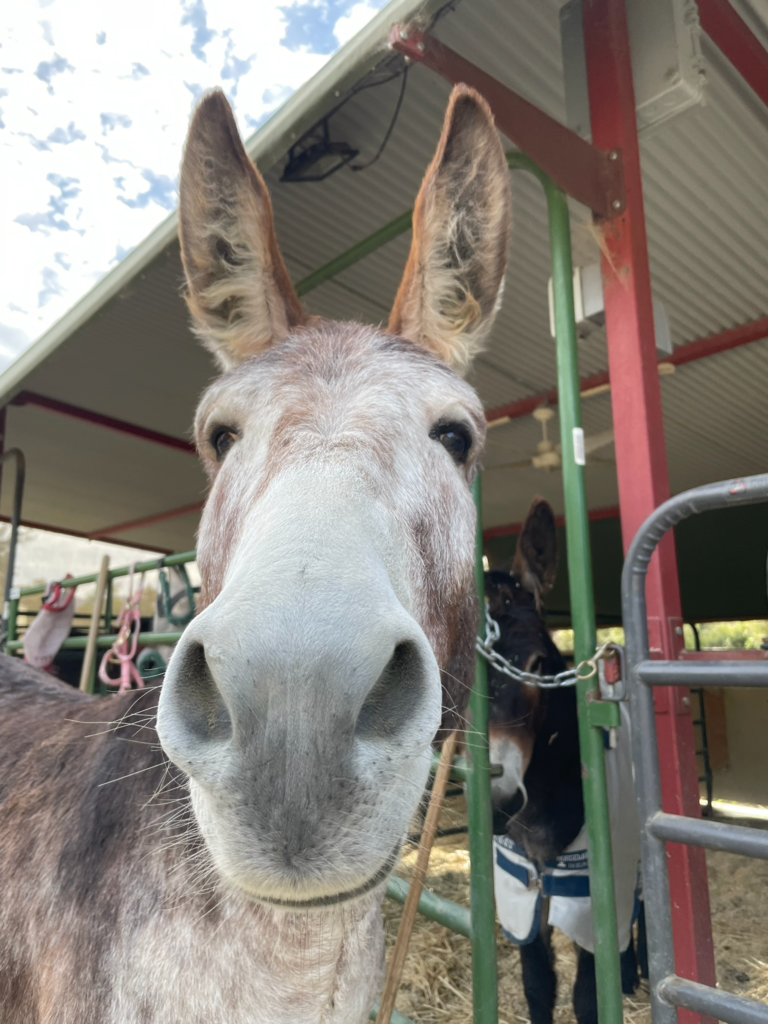Did Someone Say Scratches?
A beautiful close-up of Norton looking right into the camera. He is a total social butterfly who craves human connection, always running over to demand his favorite chin scratches the moment he sees a friendly face.