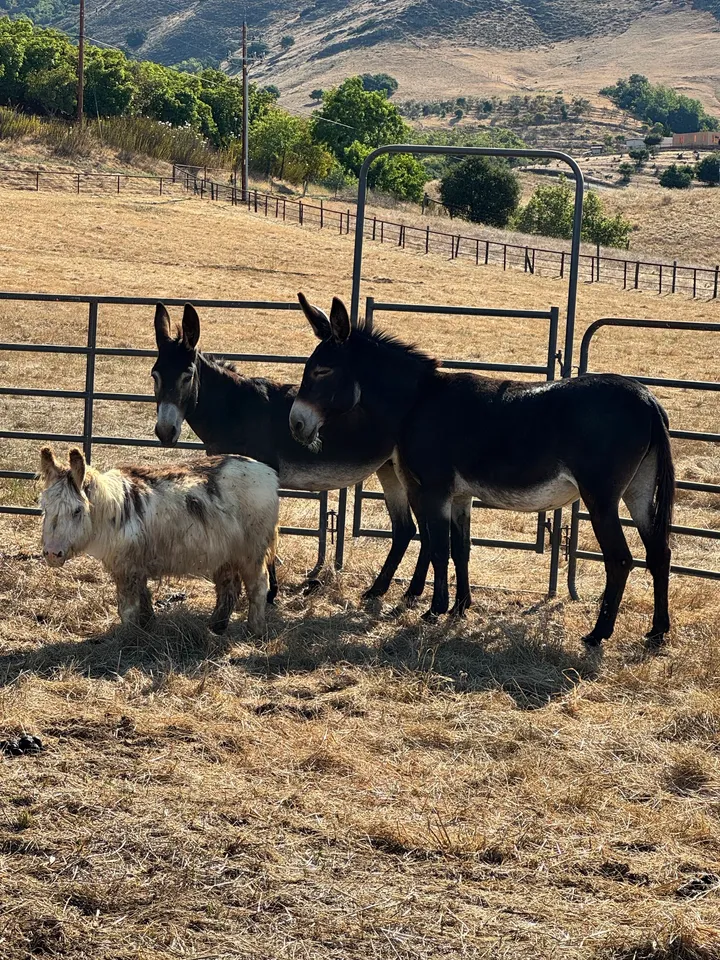 Taken shortly after their arrival, a dusty Wookie, PJ, and Fiona settle in for their very first meal and well-deserved rest at the sanctuary after their long travel from Texas.