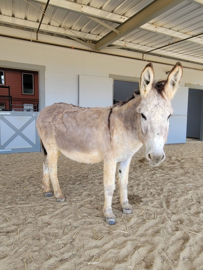 Now fully adjusted, Romeo has settled beautifully into his peaceful new life at the sanctuary.