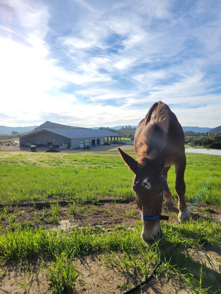 Now fully recovered and approaching 30 years old, Mr. Ed is living out his golden years surrounded by pure comfort and abundance. He has completely shed his past fears to reveal an absolute sweetheart of a soul who loves people and eagerly follows visitors around the pasture for body rubs. He has found true happiness grazing in the green grass, completely secure in his forever home.