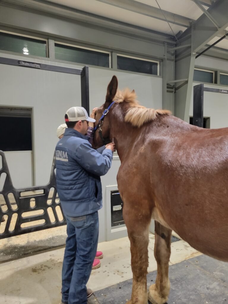 Though he had safely escaped a horrific situation, Mr. Ed arrived with severe physical injuries that required our team's immediate medical intervention. Our veterinarian had to provide extensive care for deep gashes down his leg and a large, painful hole on his knee. Thanks to thorough medical cleanup, daily therapeutic dressings, and a lot of patience, these intense wounds have completely healed.