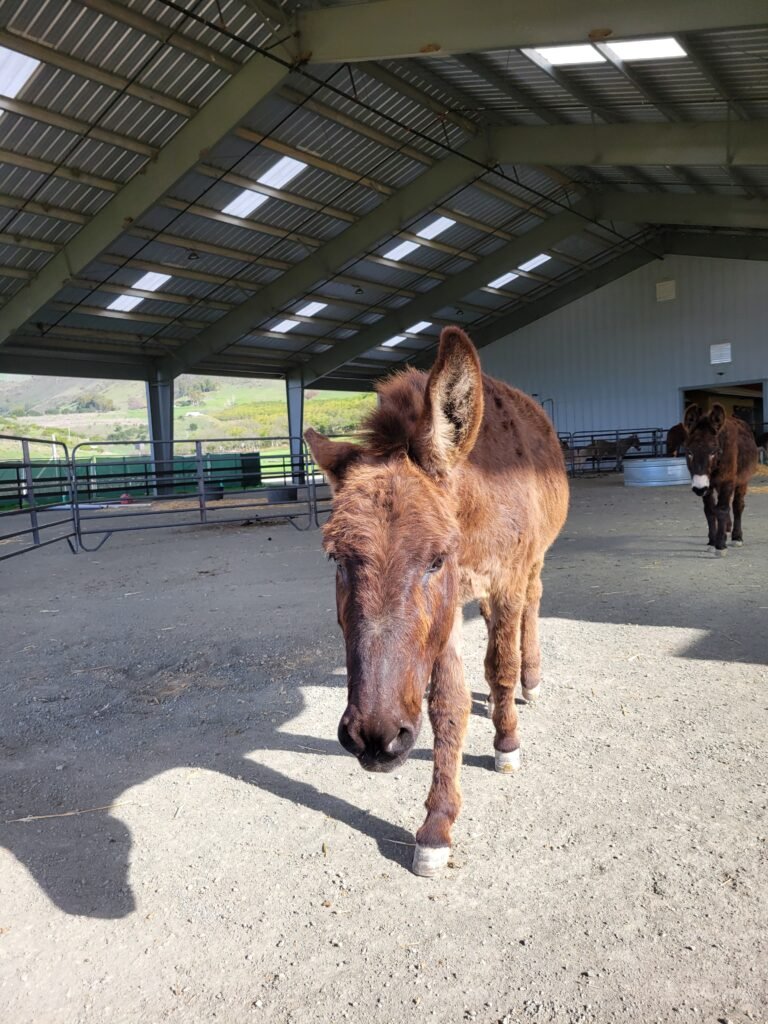 A beautiful recent photo of Alfie thriving in the sun-drenched pasture. After living at the sanctuary for 6 months, this gentle standard boy has completely shed the physical toll of past neglect. With his respiratory issues resolved and his sensitive skin fully recovered from severe fly damage, he is living his absolute best life as our resident "lonely cool guy".