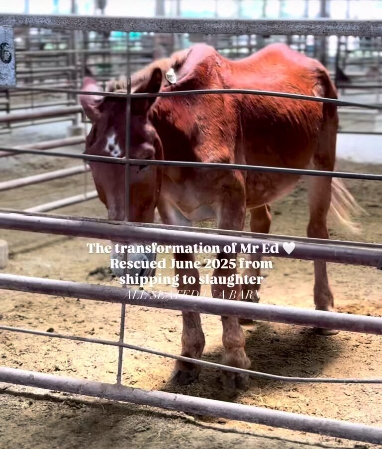 A heartbreaking look back at Mr. Ed when he was first saved by the rescue team at All Seated in a Barn in June 2025. Starving and nearly 400 pounds underweight, his ribs and tailbones were painfully protruding after being abandoned to starve when his working days were over. Because horse meat buyers across the boarder pay strictly by the pound, this senior draft giant was in immediate danger of being shipped across the border to slaughter.