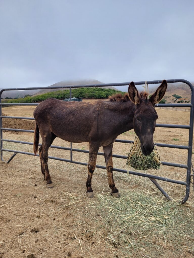 A look back at sweet Alfie on his very first day at the sanctuary. Standing quietly next to his hay net, this long-legged six-year-old standard boy looked more like a brown moose than a donkey.