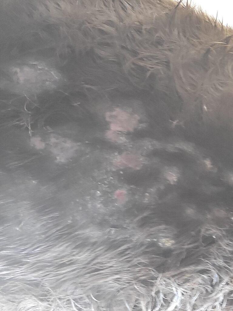 A close-up of Alfie’s underbelly and chest upon intake, showing the physical toll of past neglect. He arrived as a total wreck, with his poor belly covered in raw, hairless spots and painful scabs from severe, untreated fly bites. This image captures the baseline of his health journey, right before our team started him on therapeutic treatments and protective fly sheets to heal his raw skin.