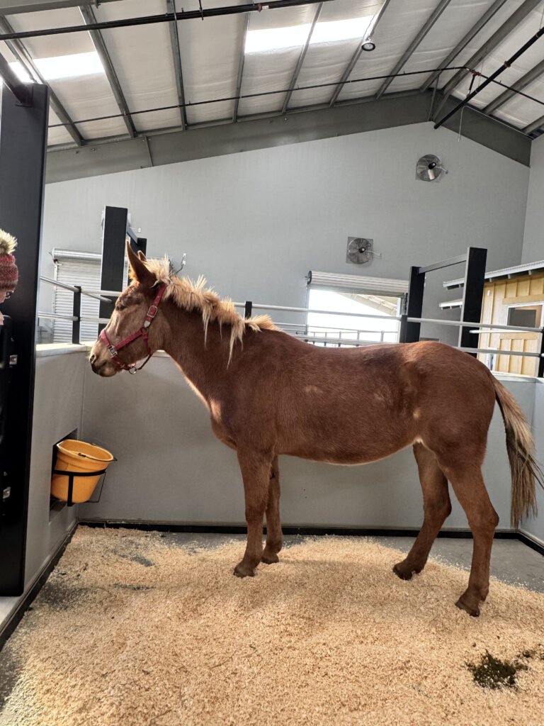A look back at Ginger on her very first day at the sanctuary after arriving from Petaluma. She arrived with a ragged coat and a confused, heartbroken spirit.