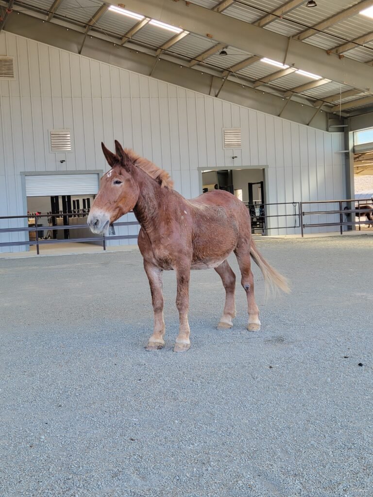 The unforgettable day Mr. Ed officially arrived at our sanctuary gates. While he had thankfully started gaining some weight back during his transition, our team was completely awestruck by his towering draft size and his incredibly quiet, gentle demeanor as he stepped off the trailer. Cautious but calm, he stood quietly in the arena, watching the transport trucks drive away as he began his new chapter of safety.