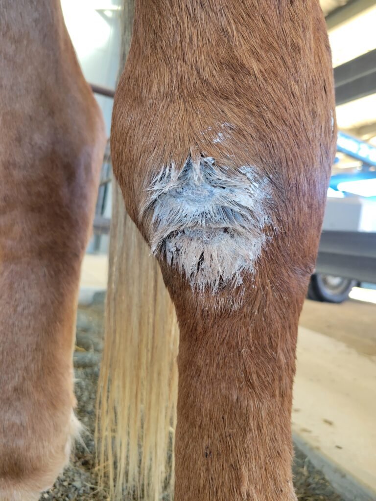 Though he had safely escaped a horrific situation, Mr. Ed arrived with severe physical injuries that required our team's immediate medical intervention. Our veterinarian had to provide extensive care for deep gashes down his leg and a large, painful hole on his knee. Thanks to thorough medical cleanup, daily therapeutic dressings, and a lot of patience, these intense wounds have completely healed.