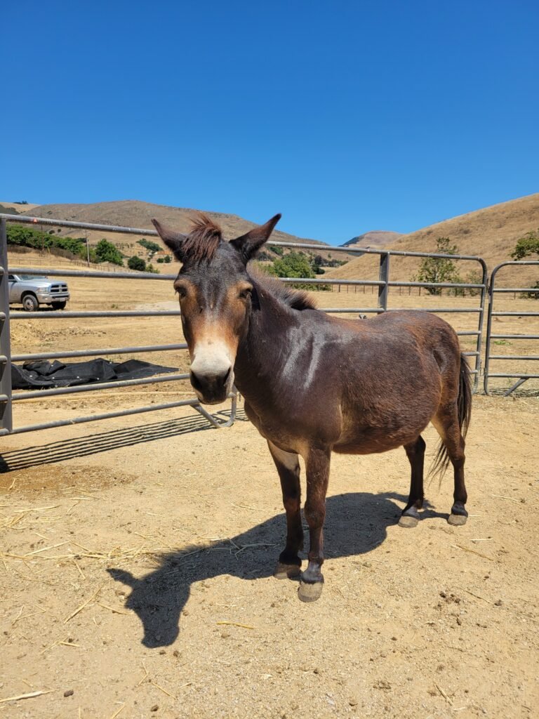 A look back at Napoleon shortly after his arrival from a crowded kill pen. Due to being fed an improper and low-quality diet in his past life, this spunky miniature mule arrived at the sanctuary significantly overweight, with his round belly hanging just inches from the ground.