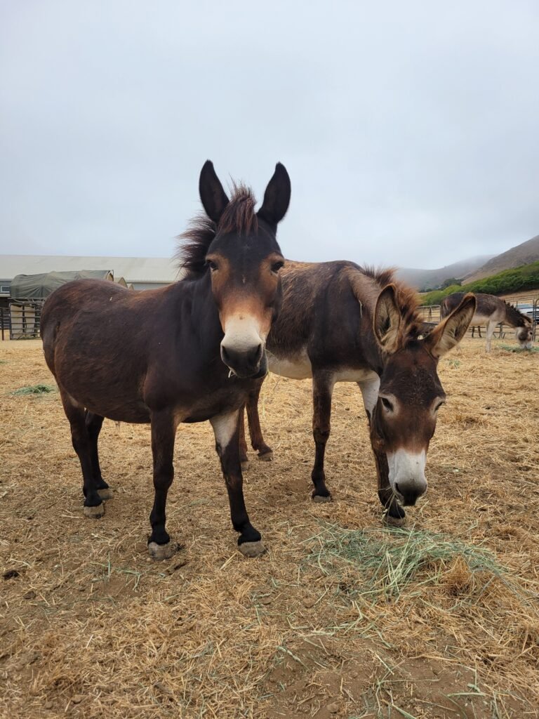 Napoleon and his herd mate, Rita, enjoying some quiet time out in the paddock. While Napoleon is famously known for his intense crush on Ginger, he is an incredibly approachable little man who coexists beautifully with the rest of his tight-knit sanctuary family.