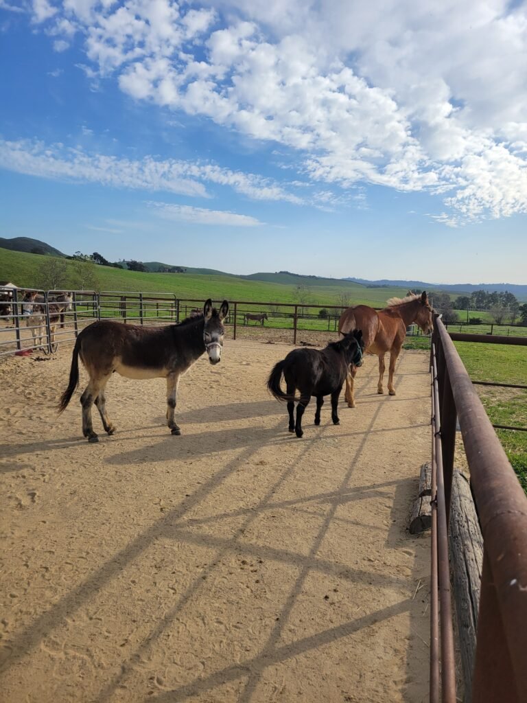 Enjoying a wide-open grazing day under beautiful blue skies, Ginger, Napoleon, and Pepe explore their rolling green home side-by-side.
