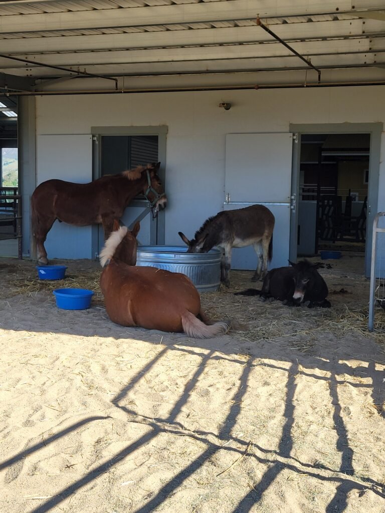 Spreading out for some quiet shade and a refreshing drink, Ginger, Mr. Ed, Napoleon, and Pepe showcase the peaceful sanctuary life. Collectively known as The Tolerant Family, these four donkeys and mules have formed a wonderfully supportive network built on patience, space-sharing, and mutual coexistence.