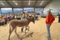 www.ranchoburrodonkeysanctuary.org